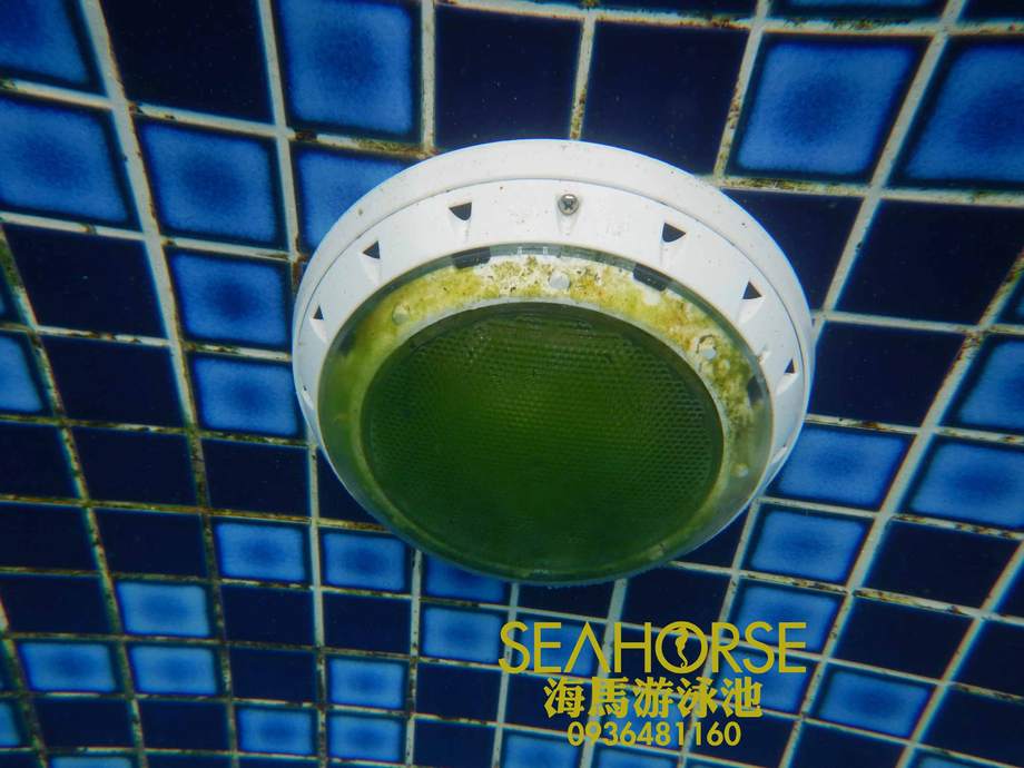 海馬游泳池-游泳池水底燈清潔